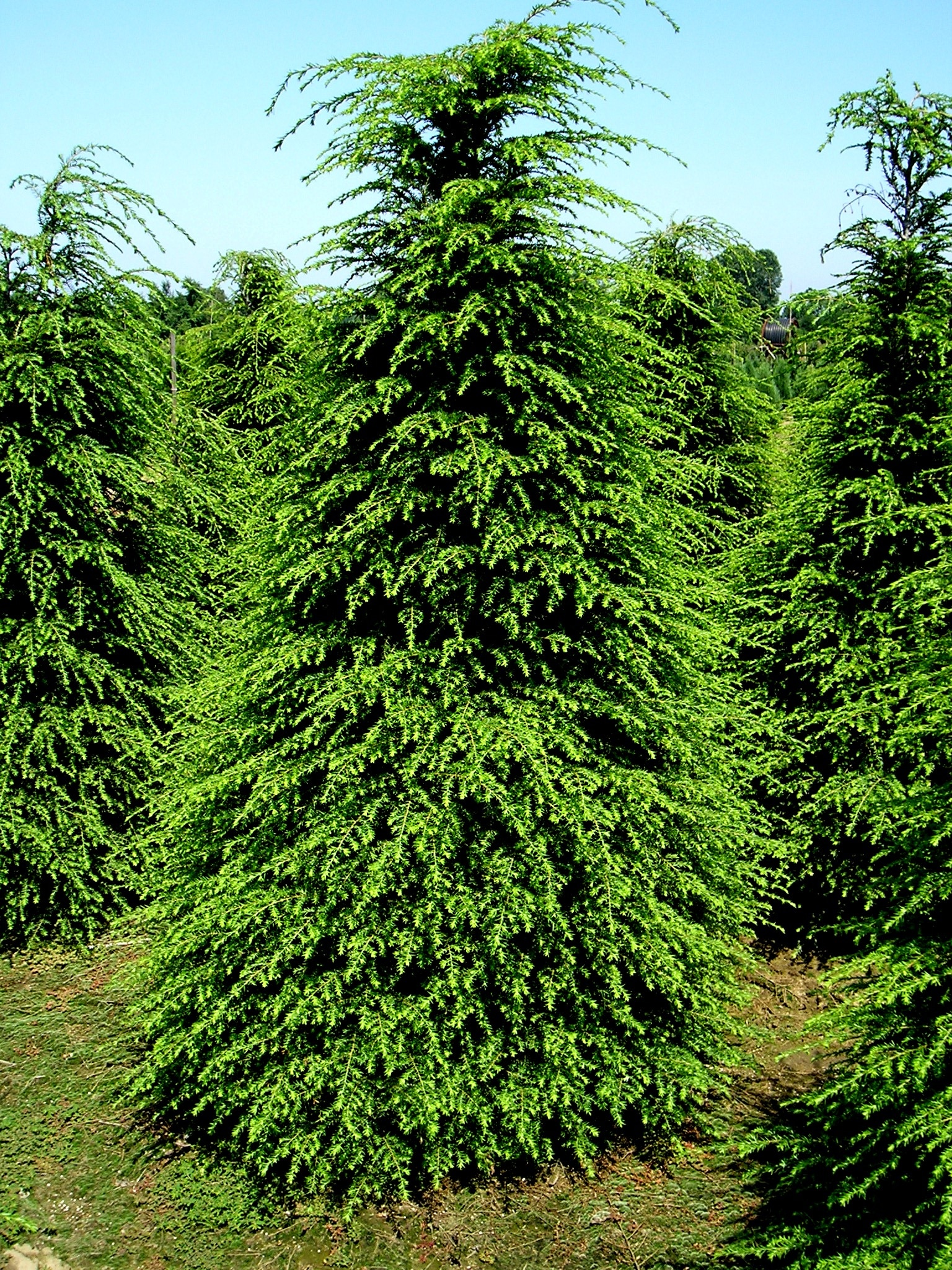 Résultat de recherche d'images pour "sapin de l'ouest ou hemlock tsuga heterophylla"