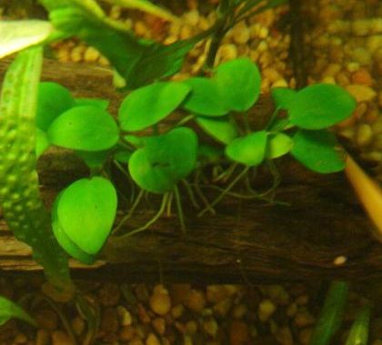 Anubias barteri