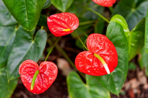 Anthurium rouge Source : Gettyimages