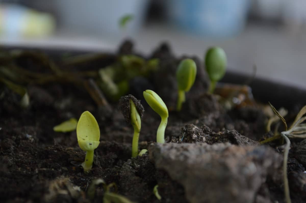 Plantes d'intérieur : la lumière artificielle à la rescousse !