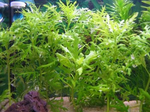 Hygrophila difformis