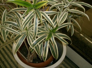 Le dracaena