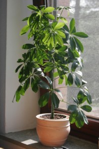 Le schefflera