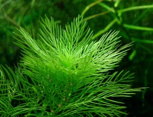 Myriophyllum