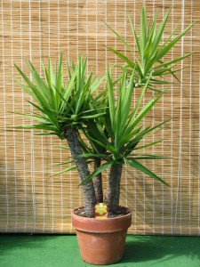 Yucca gloriosa en pot de terre-cuite