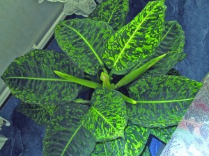 dieffenbachia