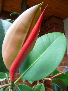 Feuille nouvelle de Ficus elastica se libérant de son long stipule enveloppant rouge.