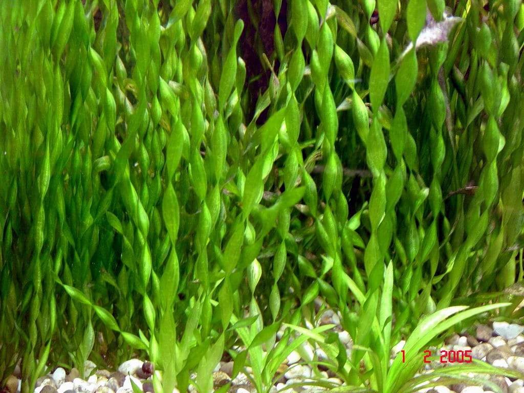 Vallisneria