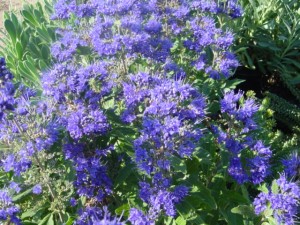 Caryopteris