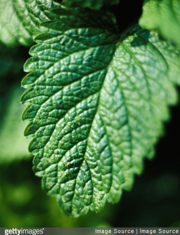 Les feuilles de mélisse séchées et broyées peuvent être ajoutées aux farines des amorces.